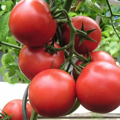 Paradajka Harzfeuer F1 - Solanum lycopersicum - semená paradajky - 6 ks