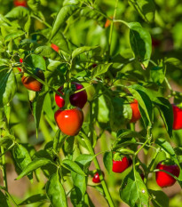 Chilli Koral - Capsicum annuum - semená chilli - 40 ks