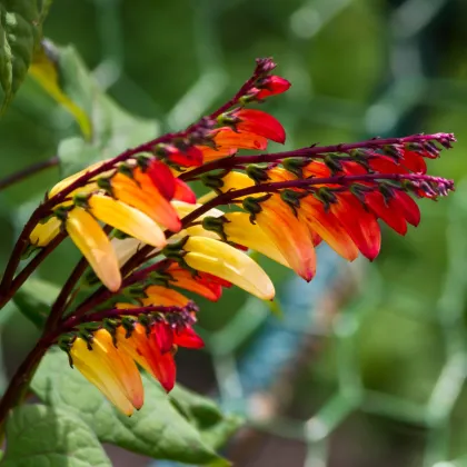 Povojník laločnatý Jungle Queen - Ipomoea lobata - semená povojnice - 15 ks