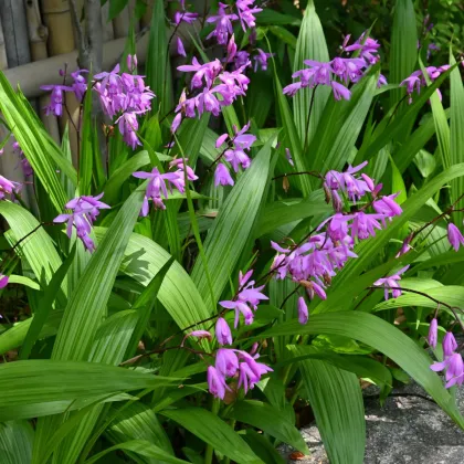 Orchidea vzpriamená ružová - Bletilla striata pink - hľuzy orchidey - 1 ks