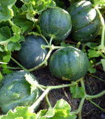 Melón cukrový Petit Gris de Rennes - Cucumis melo - semená melónu - 10 ks