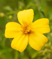 BIO Aksamietnica tenkolistý Lemon Gem - Tagetes tenuifolia - bio semená aksamietnice - 0,02 g