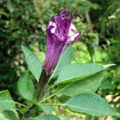 Durman metelový Ballerina - Datura metel - semená durmanu - 5 ks