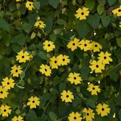 Tunbergia krídlatá žltá - Thunbergia alata - semená tunbergie - 15 ks