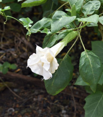 Durman metelový biely - Datura meteľ albumu - semená durmanu - 5 ks