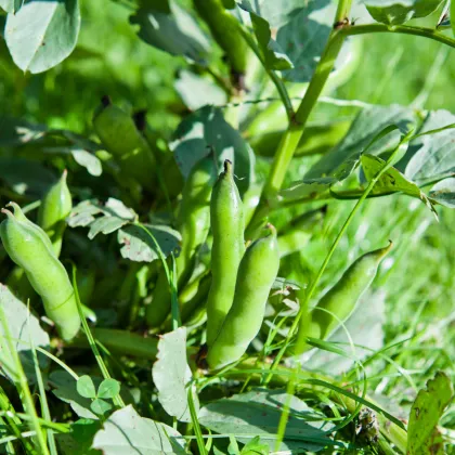 Bôb záhradný - Vicia faba - semená bôbu - 15 ks