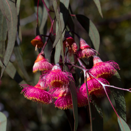 Eukalyptus caesia Magna - Eucalyptus caesia - semená eukalyptu - 10 ks