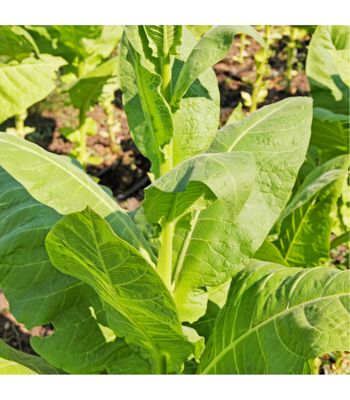 Tabak Madole - Nicotiana tabacum - semená tabaku - 20 ks