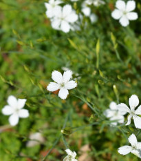 Klinček slzičkový biely - Dianthus deltoides - semená klinčeka - 100 ks