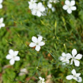 Klinček slzičkový biely - Dianthus deltoides - semená klinčeka - 100 ks