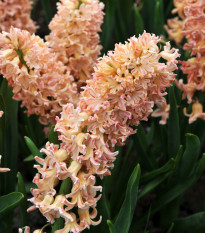 Hyacint Odyseus - Hyacinthus - cibuľa hyacintu - 1 ks