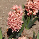 Hyacint Apricot Passion - Hyacinthus - cibuľa hyacintu - 1 ks