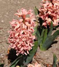 Hyacint Apricot Passion - Hyacinthus - cibuľa hyacintu - 1 ks