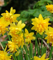 Narcis Tete Deluxe - Narcissus - cibuľa narcisu - 3 ks