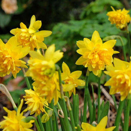 Narcis Tete Deluxe - Narcissus - cibuľa narcisu - 3 ks