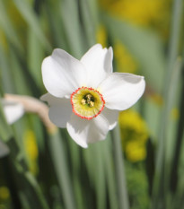 Narcis Dreamlight - Narcissus - cibuľa narcisu - 3 ks