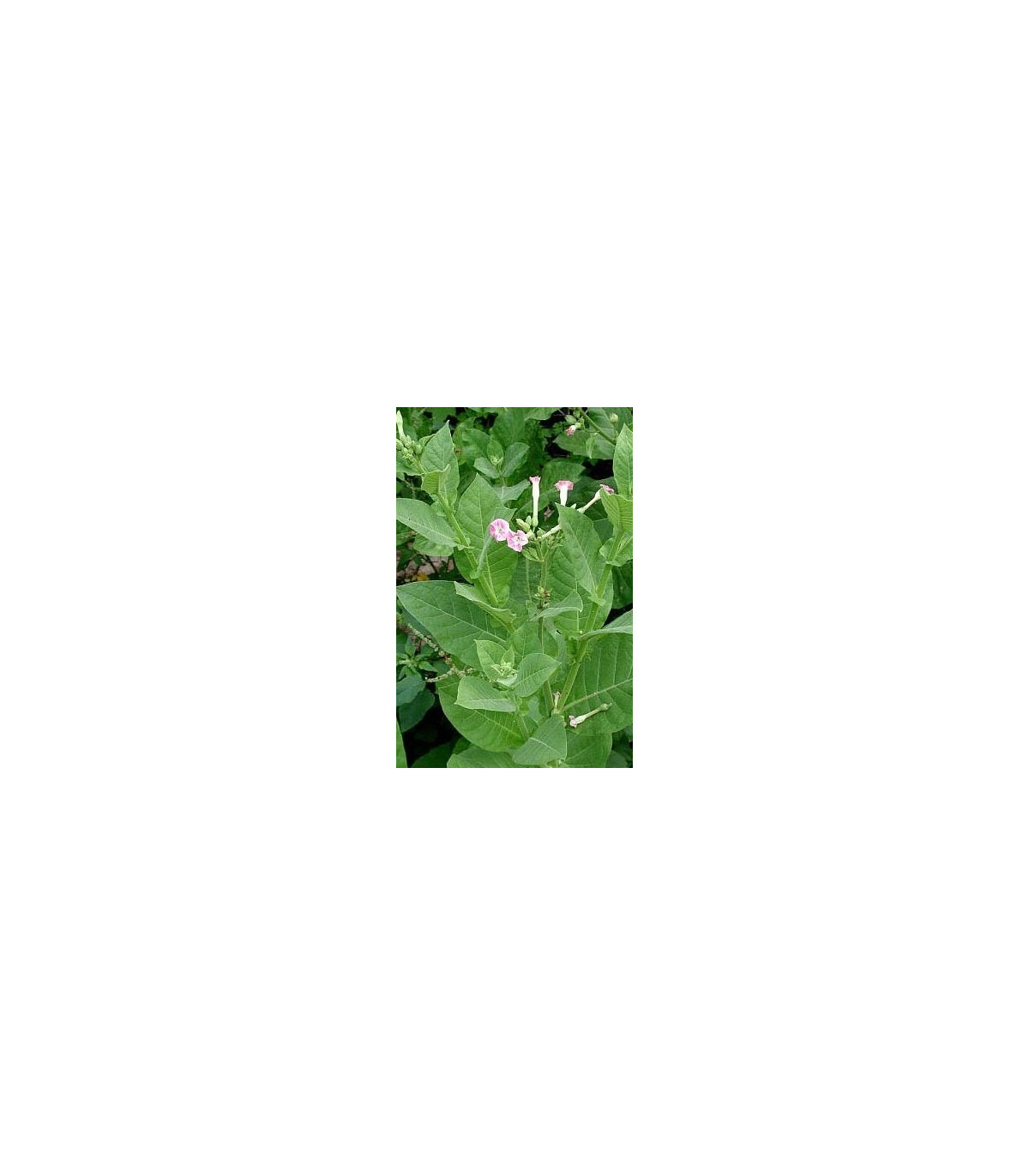 Tabak Orinoco - Nicotiana tabacum - semená tabaku - 25 ks