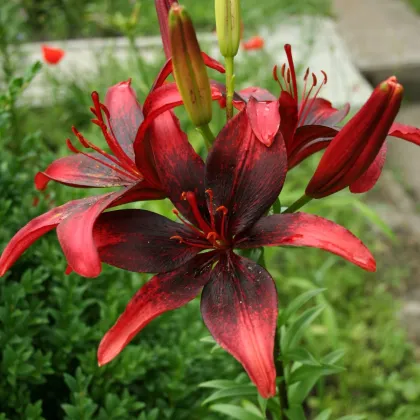 Ľalia Strawberry Event - Lilium - cibuľa ľalia - 1 ks