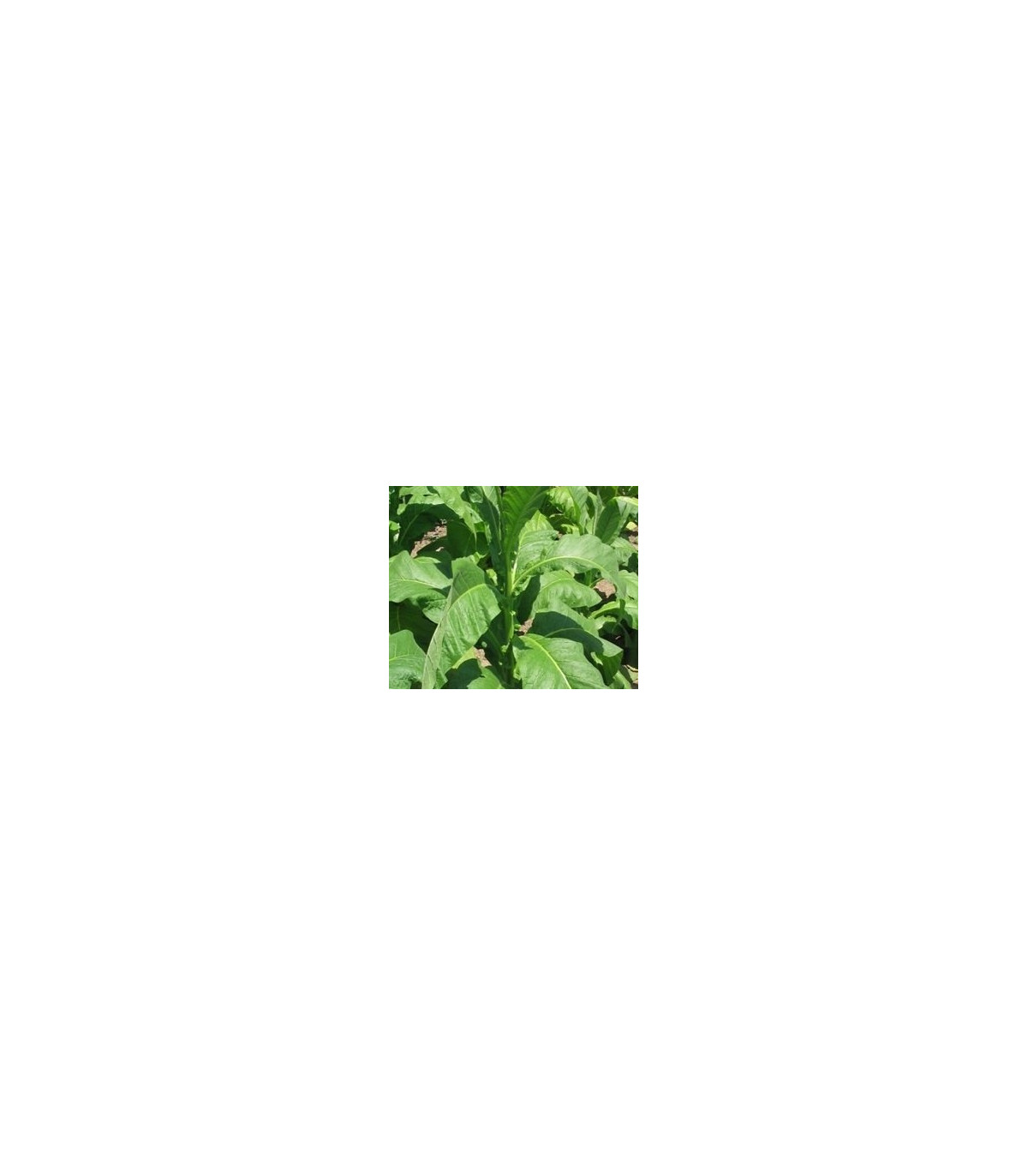 Tabak Hnedý List - Nicotiana tabacum - semená tabaku - 25 ks