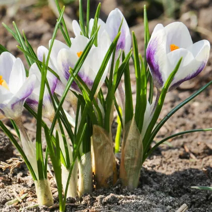 Krókus Blue Bird - Crocus chryzanthus - hľuzy krókusu - 3 ks