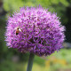 Cesnak Summer Drummer - Allium - cibuľa okrasného cesnaku - 3 ks