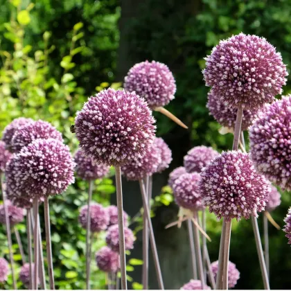 Cesnak Summer Drummer - Allium - cibuľa okrasného cesnaku - 3 ks