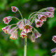 Cesnak sicílsky - Allium siculum - cibuľa okrasného cesnaku - 5 ks