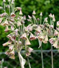 Cesnak sicílsky - Allium siculum - cibuľa okrasného cesnaku - 5 ks