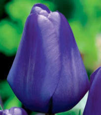 Tulipán Triumph Blue - Tulipa - cibuľa tulipánu - 3 ks