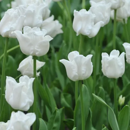 Tulipán Liberstar White - Tulipa - cibuľa tulipánu - 3 ks