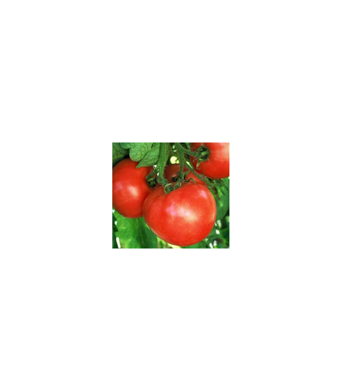 Paradajka skorý zázrak - semená paradajky - 6 ks