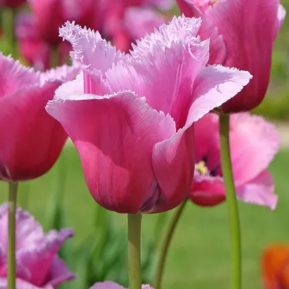 Tulipán Louvre - Tulipa - cibuľa tulipánu - 3 ks