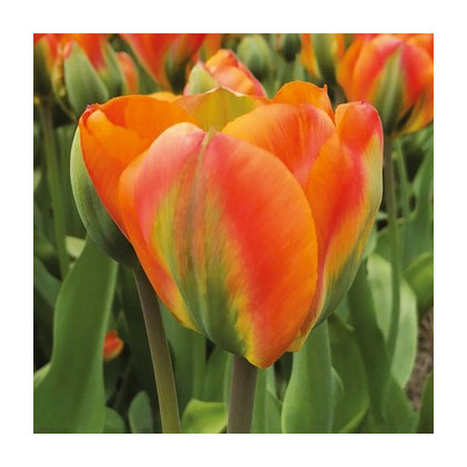 Tulipán Orange Marmelade - Tulipa - cibuľoviny - 3 ks