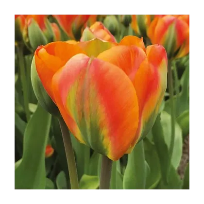 Tulipán Orange Marmelade - Tulipa - cibuľoviny - 3 ks