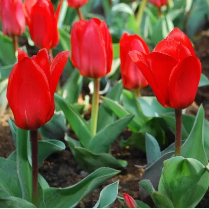 Tulipán Showinner - Tulipa - cibuľa tulipánu - 3 ks