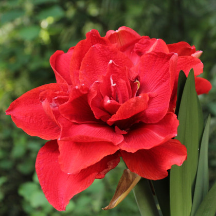 Zornica Double Delicious - Hippeastrum - cibuľa zornice - 1 ks