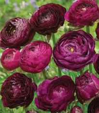 Iskerník plnokvetý Tomer Purple - Ranunculus asiaticus - hľuzy iskerníka - 3 ks