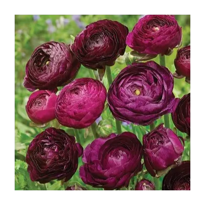 Iskerník Tomer Purple - Ranunculus asiaticus - hľuzy iskerníka - 3 ks