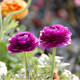 Iskerník plnokvetý Tomer Purple - Ranunculus asiaticus - hľuzy iskerníka - 3 ks