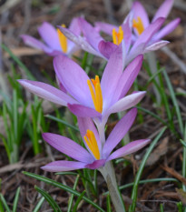 Krókus Roseus - Crocus tommasinianus - hľuzy krókusu - 3 ks