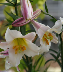 Ľalia kráľovská - Lilium regale - cibuľa ľalie - 1 ks