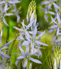 Ladoník bledomodrý - Camassia cusickii - cibuľa scily - 2 ks