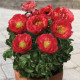 Pivónia Patio Moscow - Paeonia lactiflora - hľuzy pivónie - 1 ks