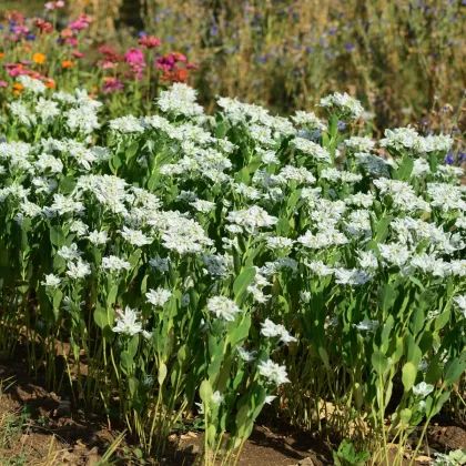 Mliečnikovka obrúbená - Euphorbia marginata - semená - 20 ks