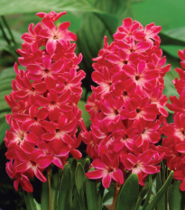 Hyacint Red Glory - Hyacinthus - cibuľa hyacintu - 1 ks