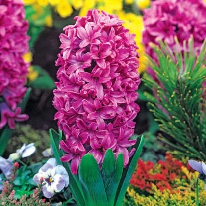 Hyacint Miss Saigon - Hyacinthus - cibuľa hyacintu - 1 ks