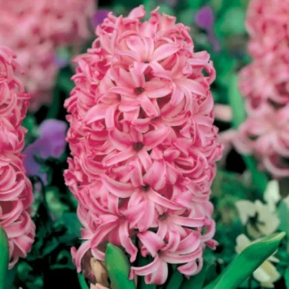 Hyacint Pink Pearl - Hyacinthus L. - cibuľa hyacintu - 1 ks