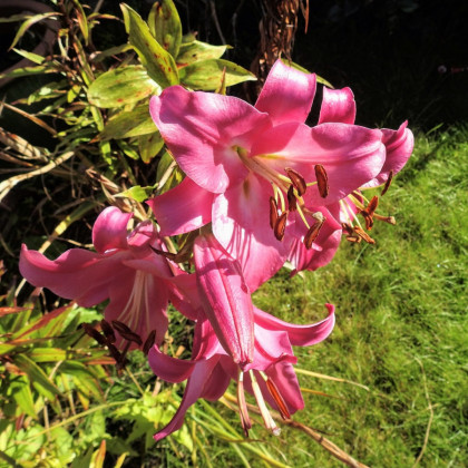 Ľalia Pink Perfection - trubkovitá - Lilium - cibuľoviny - 1 ks