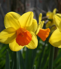 Narcis Jetfire - Narcissus L. - cibuľoviny - 3 ks