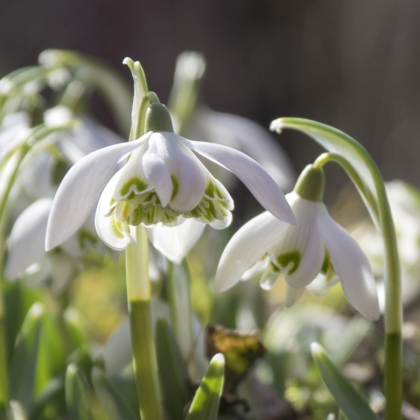 Snežienka plnokvetá - Galanthus nivalis double - cibuľoviny - 3 ks